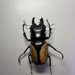 ブルマイスターツヤクワガタ 標本