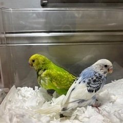 手乗りセキセイインコ2匹