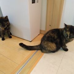 可愛いさび猫2匹、メス５ヶ月