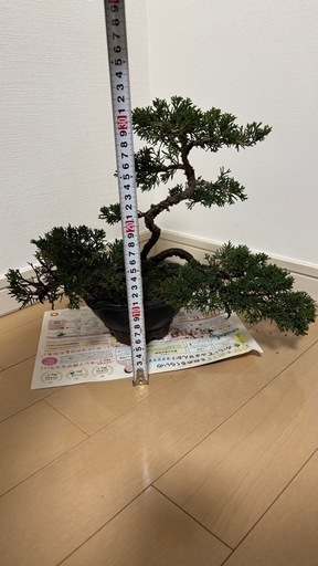 盆栽真柏