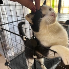 抱っこ大好き！デレ猫くん♡生後9ヶ月くらい去勢済み