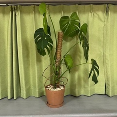 植物3点とキャスター付きトレイ2点の画像