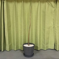 植物3点とキャスター付きトレイ2点の画像