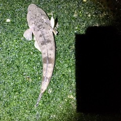 釣り行きましょう🎣 − 愛知県