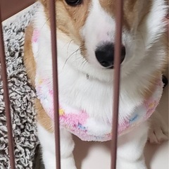 コーギーの女の子 決まりました。 − 北海道
