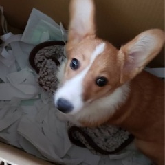 コーギーの女の子 決まりました。 - 犬