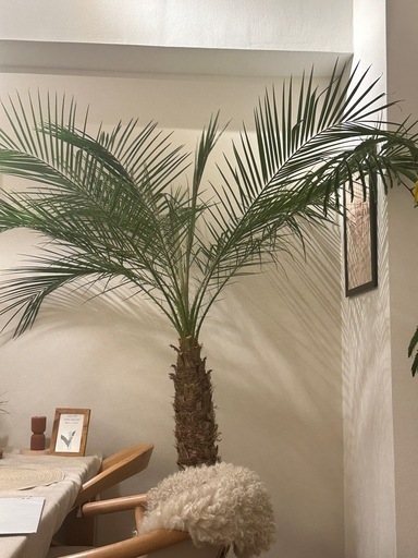 ⭐︎美品⭐︎鉢付きフェニックスロベレニー