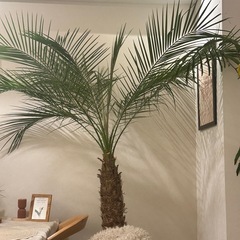 ⭐︎美品⭐︎鉢付きフェニックスロベレニーの画像