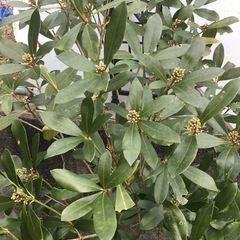 ミヤマシキミ　１１０センチの画像