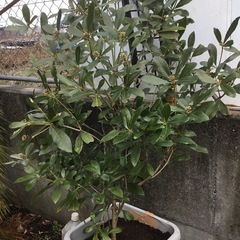 ミヤマシキミ　１１０センチの画像