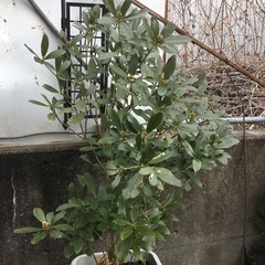 ミヤマシキミ　１１０センチの画像