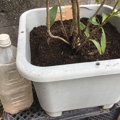 ミヤマシキミ　１１０センチの画像