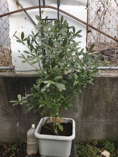 ミヤマシキミ　１１０センチ