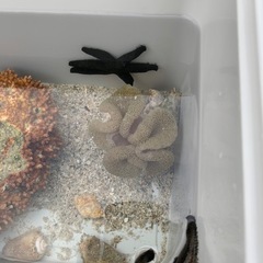 ハタゴイソギンチャクの画像