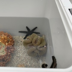 ハタゴイソギンチャクの画像