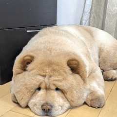 LINE阪神虎戦士応援隊