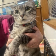 おとなしいサバトラ