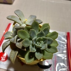 きいろのバケツに多肉植物の寄せ植えセット11