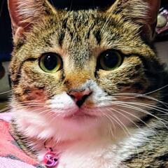 ♂猫と♀猫の里親さんを募集(できれば2匹一緒にお願いします(_ _)) − 宮城県