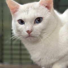 青い目のビビりな美猫ちゃん