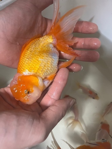 水槽