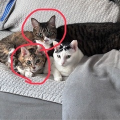 ミックス猫ちゃん姉妹