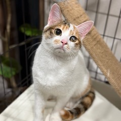 ちょっとあかんたれミケちゃん