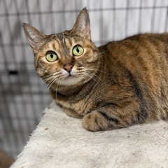 体もお目々もまんまるなりんご猫