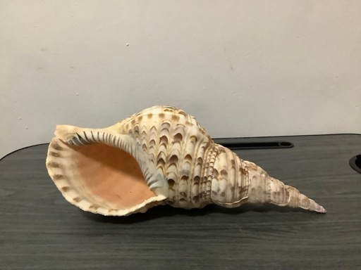 ほら貝