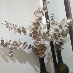 ユーカリ　ドライフラワー　セピア　ビックサイズ　大