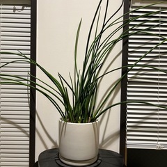 観葉植物鉢付き