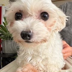 【マルチーズmix/女の子/5歳】 - 八千代市