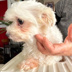 【マルチーズmix/女の子/5歳】 - 犬