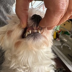 【マルチーズmix/女の子/5歳】 − 千葉県