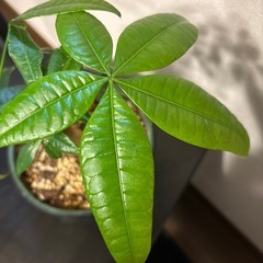 パキラ①
