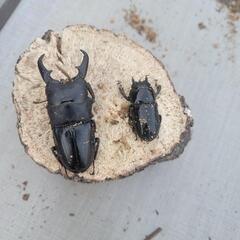 ヒラタクワガタペア
