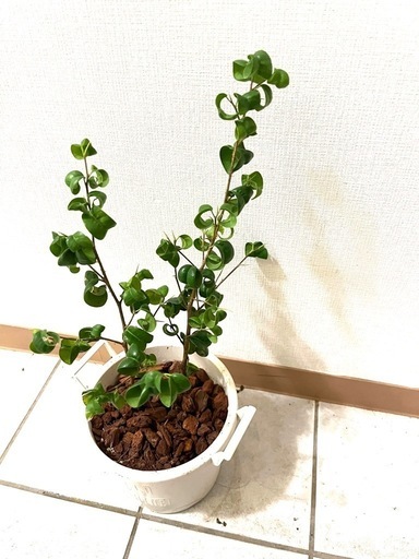 ベンジャミン　バロック