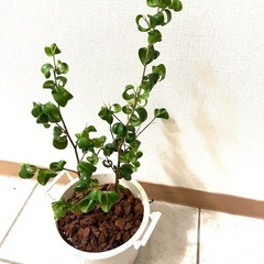 ベンジャミン　バロック