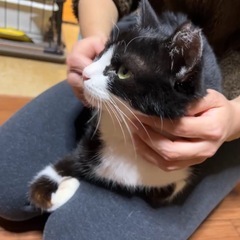 甘ったれ白黒ちゃん♡抱っこ大好き！避妊済み - 猫