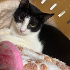 🌸🐈ハチワレ仔猫🐈🌸