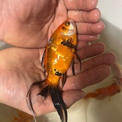 水槽-魚
の画像