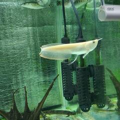 アルビノシルバーアロワナ　15cm　熱帯魚の画像