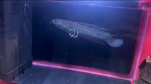水槽ー魚