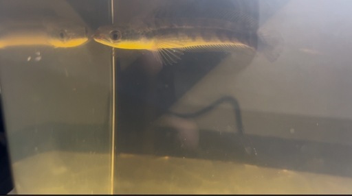 水槽ー魚