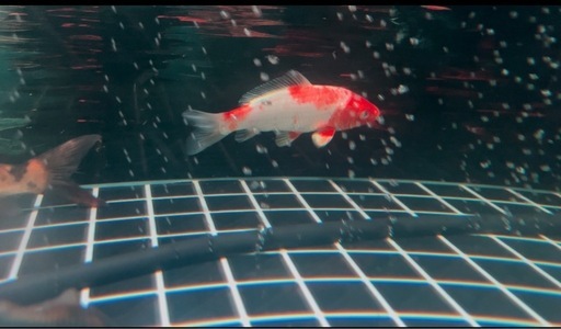 水槽ー魚