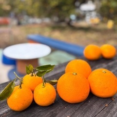 規格外のちびはっさく（農薬不使用）を格安（5㎏で700円）でお譲りします。もちろんふつうに食べられます。の画像