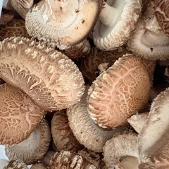 原木椎茸