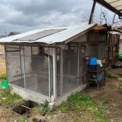 一旦締切ます　鶏小屋　手作り