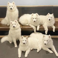 【締切間近】サモエドに会いに行きませんか？【メンバー募集中】の画像