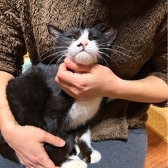 甘ったれ白黒ちゃん♡抱っこ大好き！避妊済み − 東京都